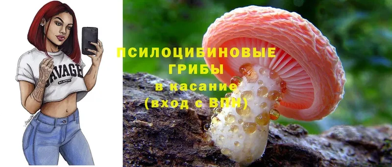 Псилоцибиновые грибы Cubensis  Цоци-Юрт 